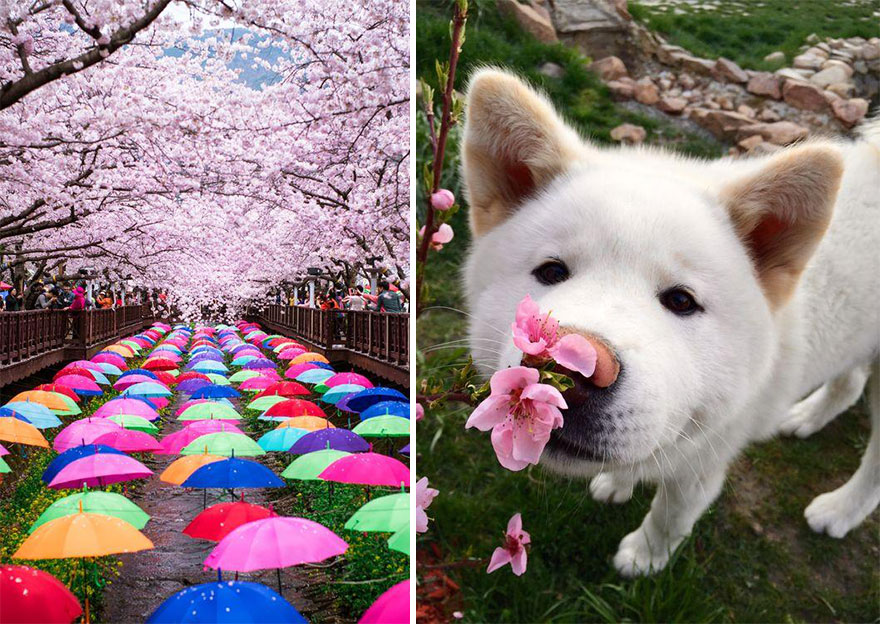 primavera japon flores 9
