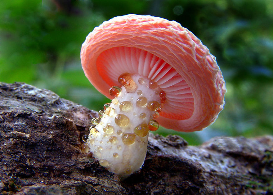 the most beautiful dangerous mushrooms
