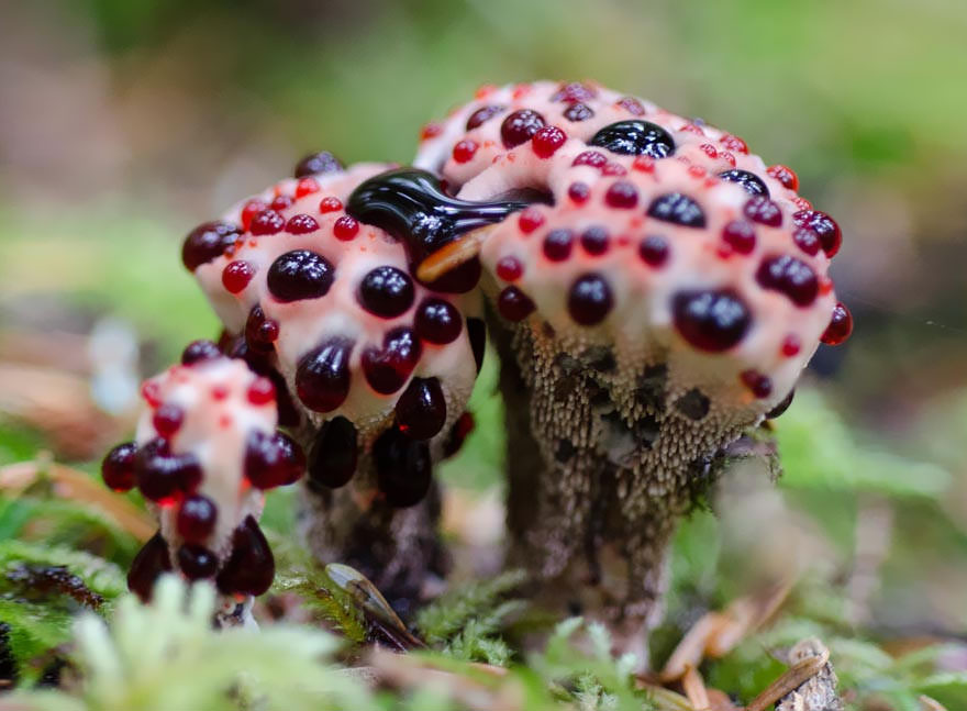 the most beautiful dangerous mushrooms10
