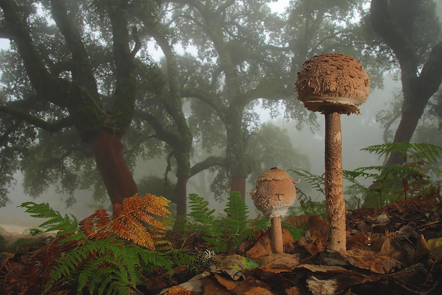 the most beautiful dangerous mushrooms11
