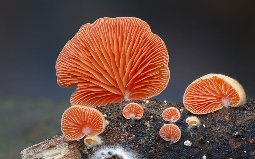 the most beautiful dangerous mushrooms14