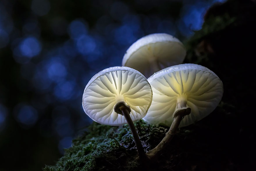 the most beautiful dangerous mushrooms15