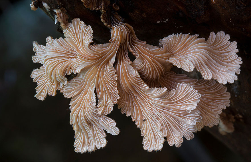 the most beautiful dangerous mushrooms16