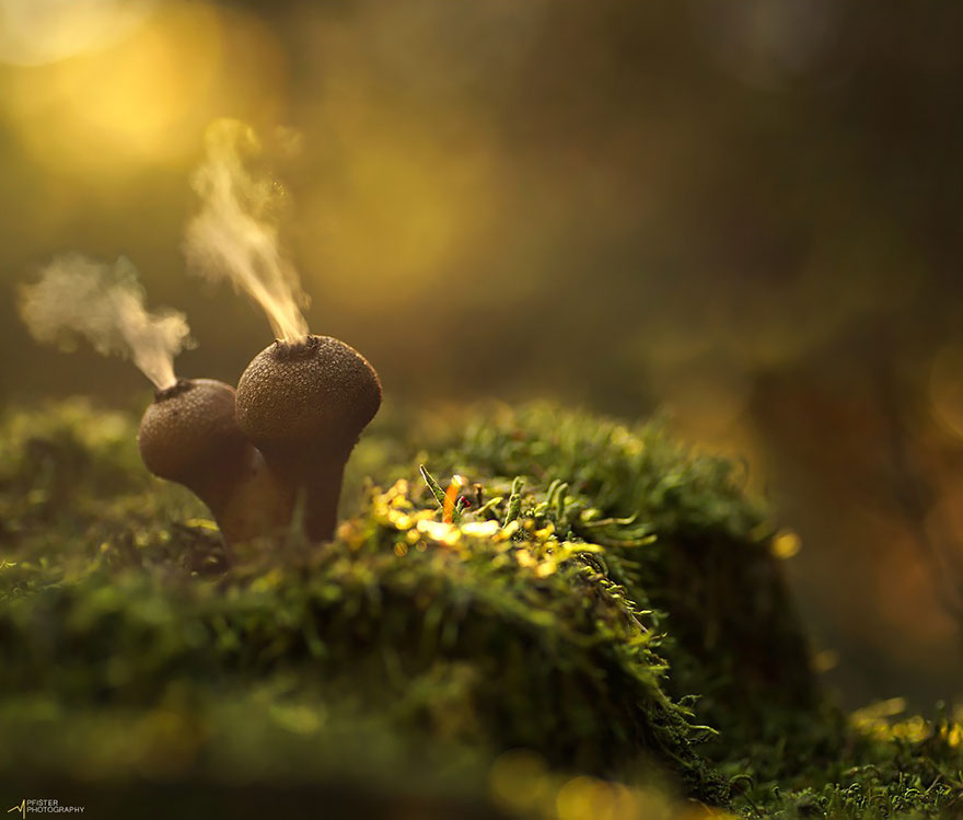 the most beautiful dangerous mushrooms17