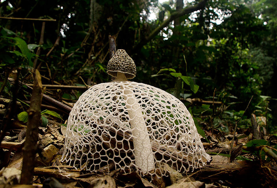 the most beautiful dangerous mushrooms3