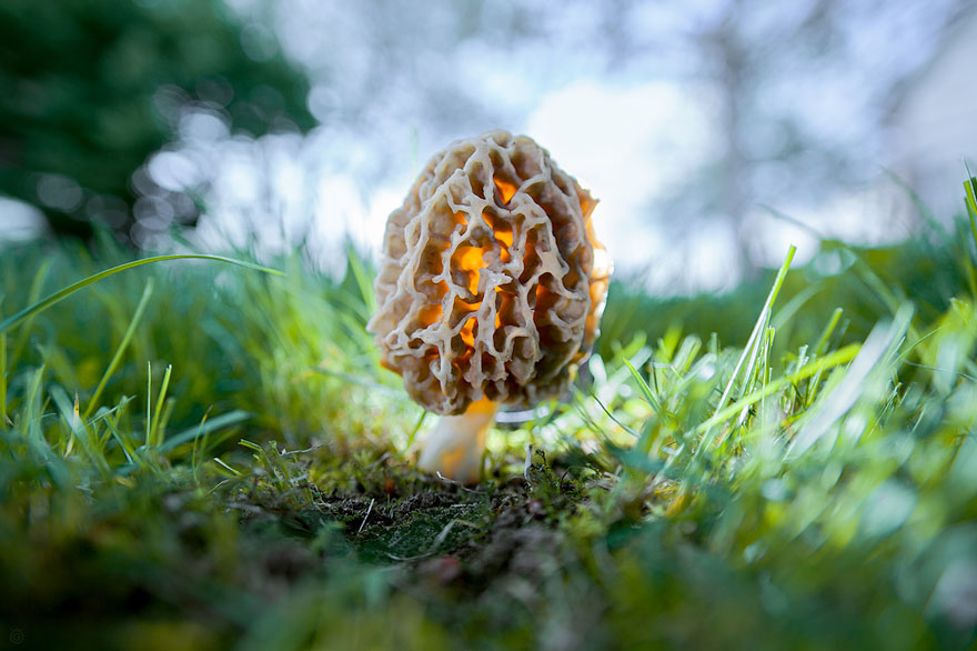 the most beautiful dangerous mushrooms4