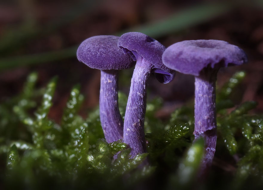 the most beautiful dangerous mushrooms5