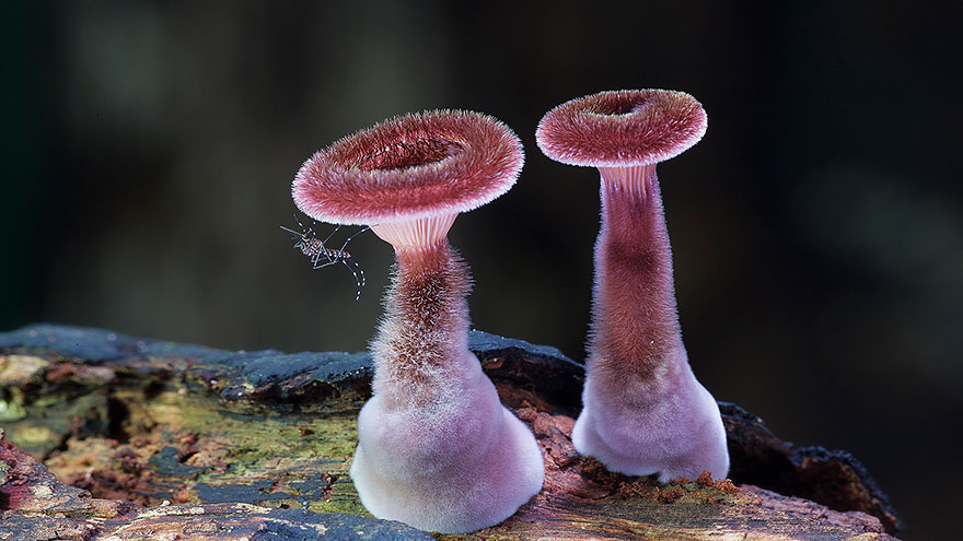 the most beautiful dangerous mushrooms6