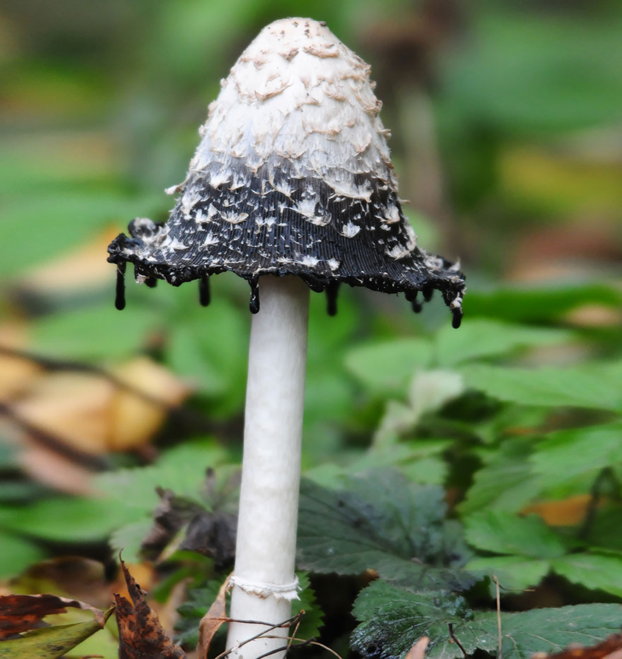 the most beautiful dangerous mushrooms7