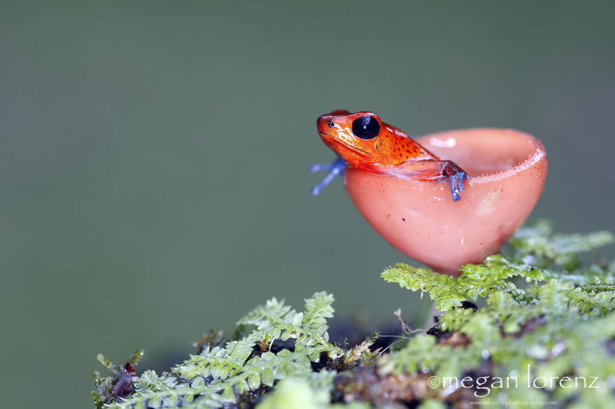 the most beautiful dangerous mushrooms8