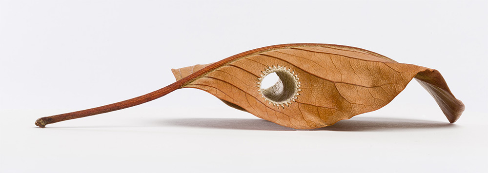 Crocheted Leaf Sculptures Susanna Bauer 21