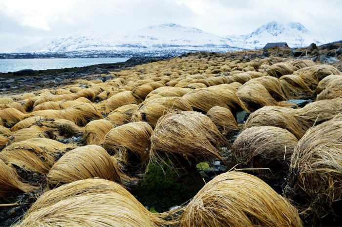 Donald Trump Hair