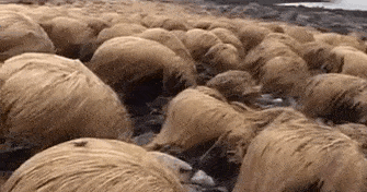 Donald Trump Hair 2