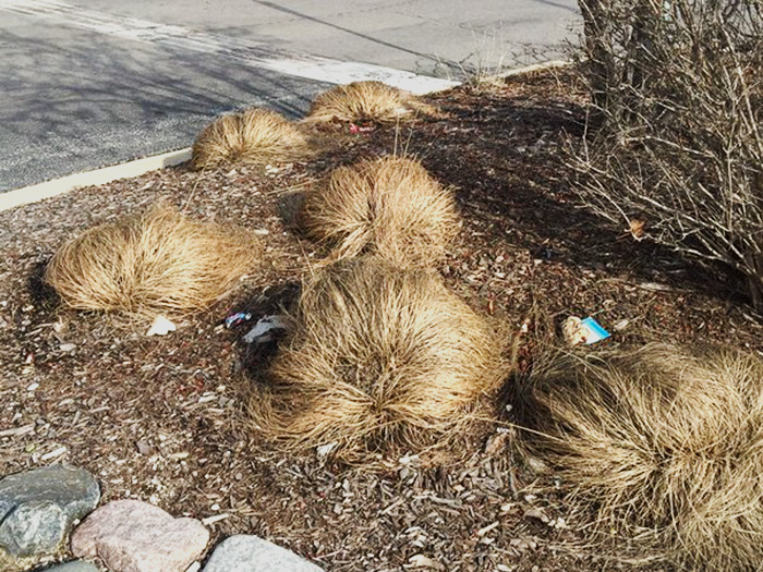 Donald Trump Hair 3