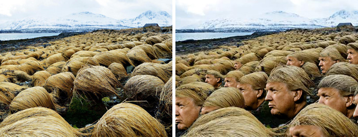 Donald Trump Hair 5