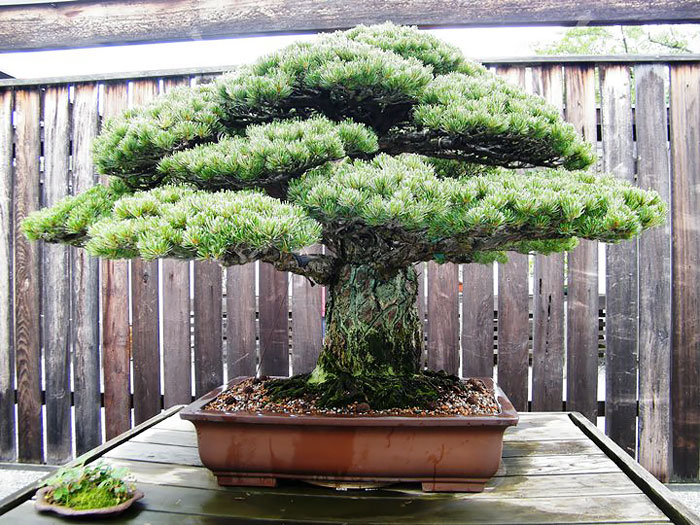 Los mas bonitos increibles bonsai