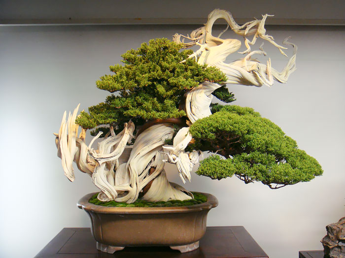 Los mas bonitos increibles bonsai 10
