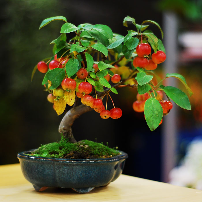 Los mas bonitos increibles bonsai 11