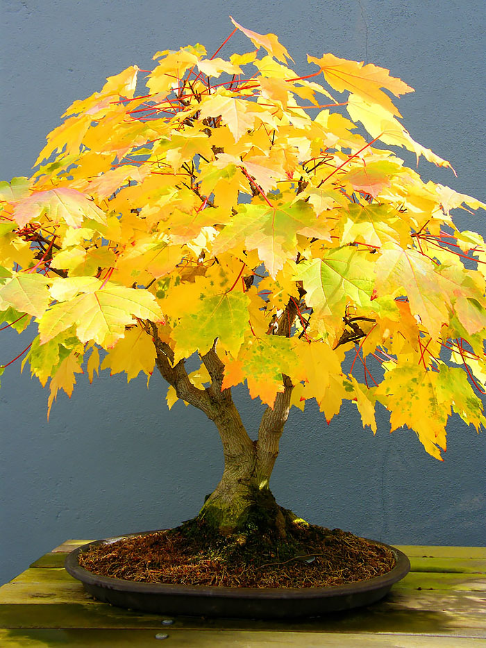 Los mas bonitos increibles bonsai 12