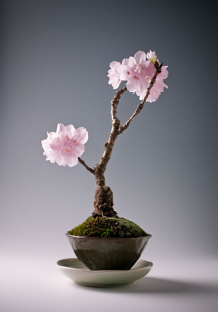 Los mas bonitos increibles bonsai 13
