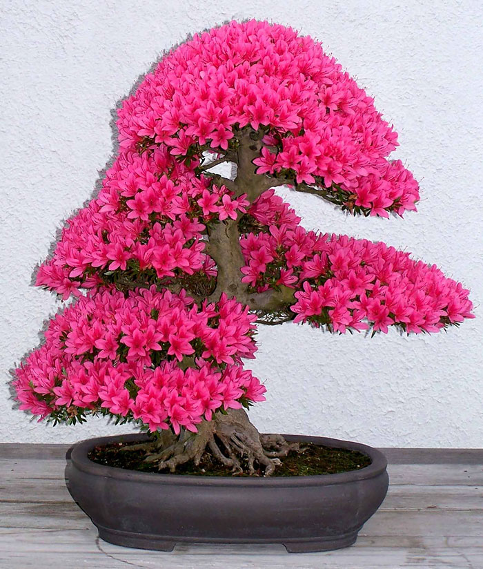 Los mas bonitos increibles bonsai 14