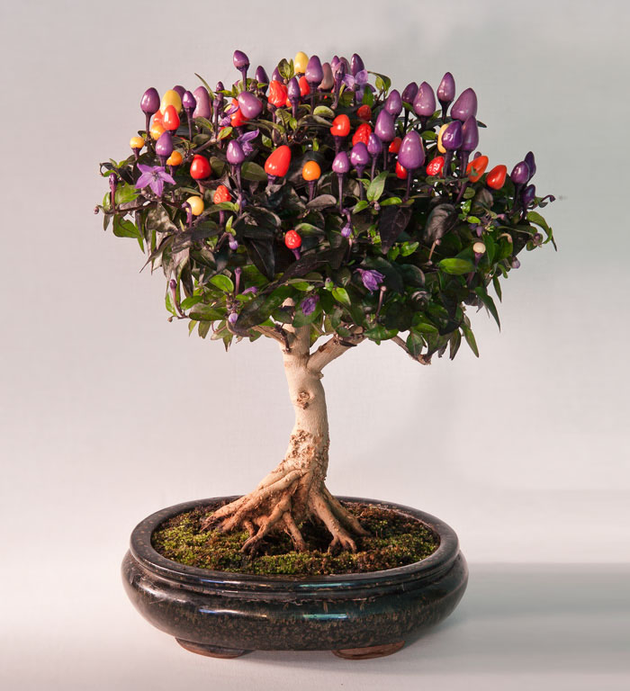 Los mas bonitos increibles bonsai 17