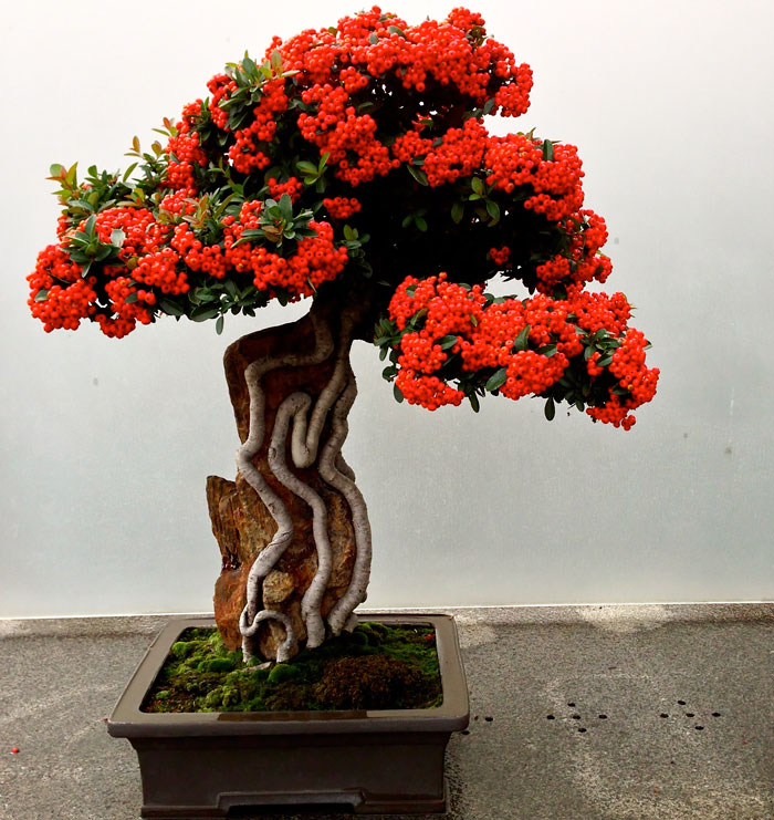 Los mas bonitos increibles bonsai 19