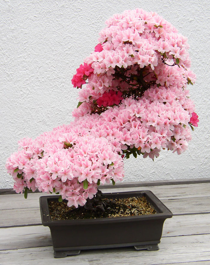 Los mas bonitos increibles bonsai 2