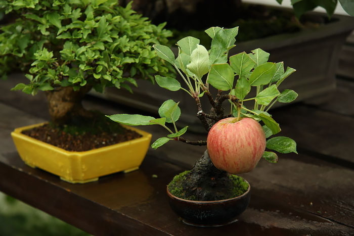 Los mas bonitos increibles bonsai 3