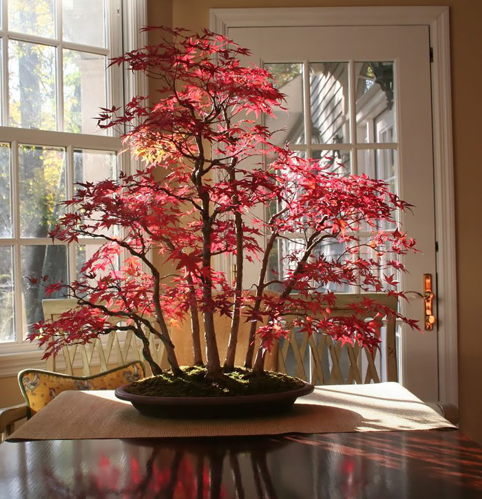Los mas bonitos increibles bonsai 4