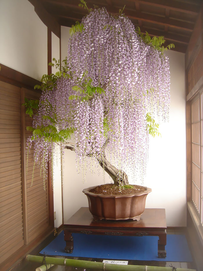 Los mas bonitos increibles bonsai 5