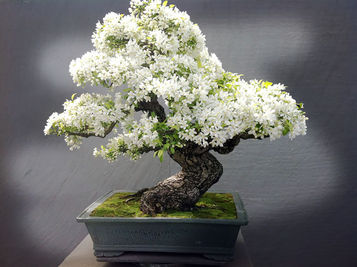 Los mas bonitos increibles bonsai 6