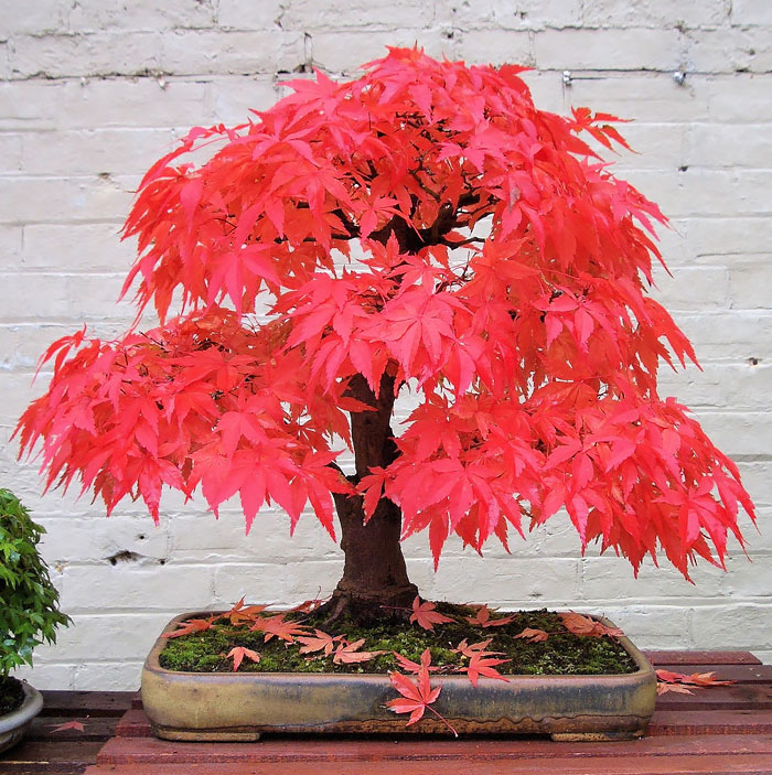 Los mas bonitos increibles bonsai 7