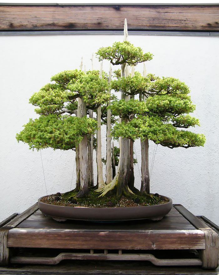 Los mas bonitos increibles bonsai 8