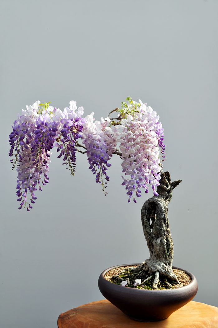 Los mas bonitos increibles bonsai 9