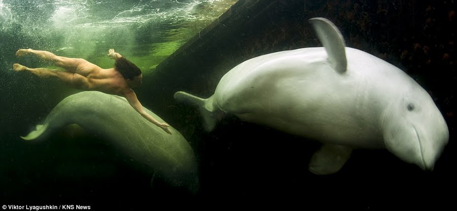 Princesa de las ballenas beluga Natalia Avseenko 2