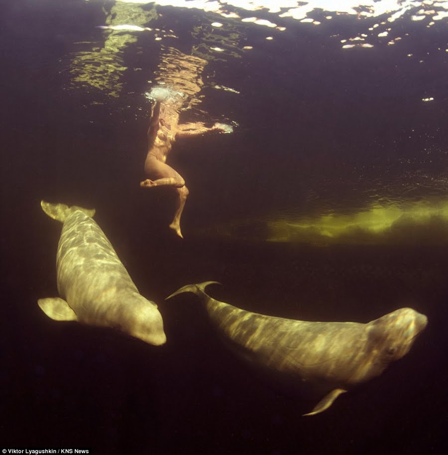 Princesa de las ballenas beluga Natalia Avseenko 4