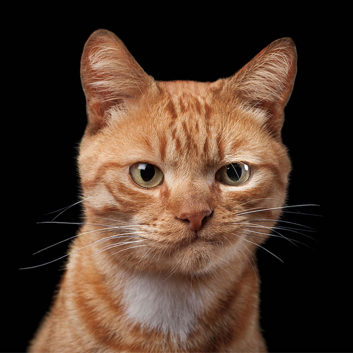 Robert Bahou funny faces animals