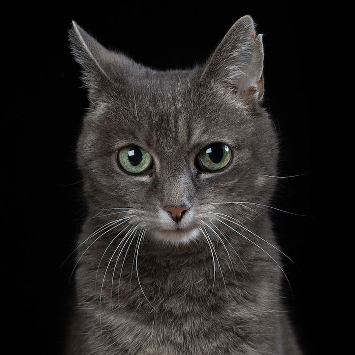 Robert Bahou funny faces animals 11