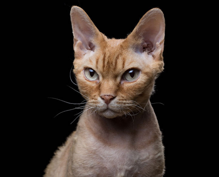 Robert Bahou funny faces animals 12