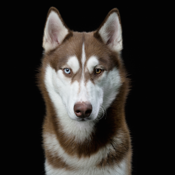 Robert Bahou funny faces animals 13