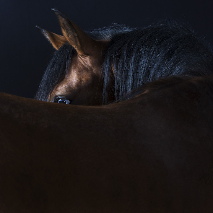 Robert Bahou funny faces animals 14