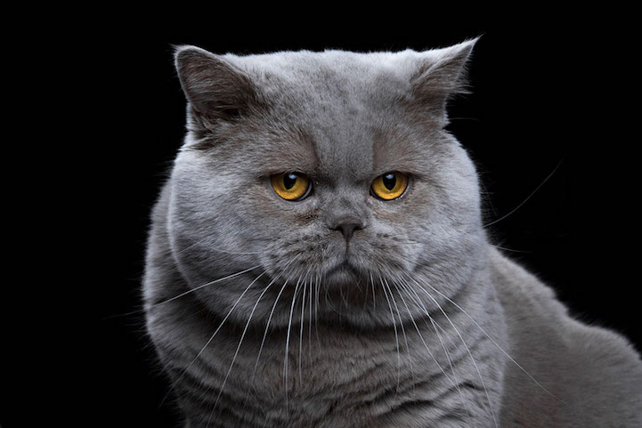 Robert Bahou funny faces animals 15