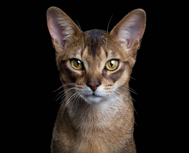 Robert Bahou funny faces animals 16