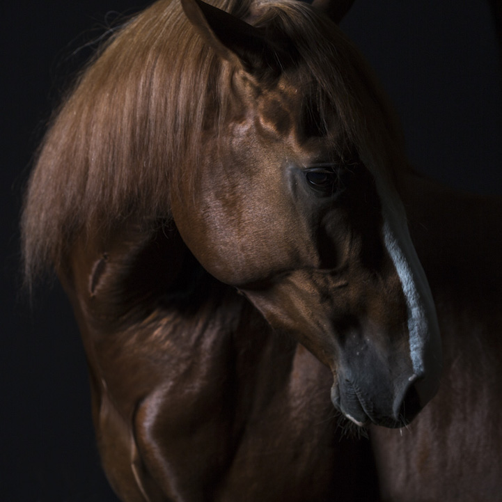 Robert Bahou funny faces animals 17