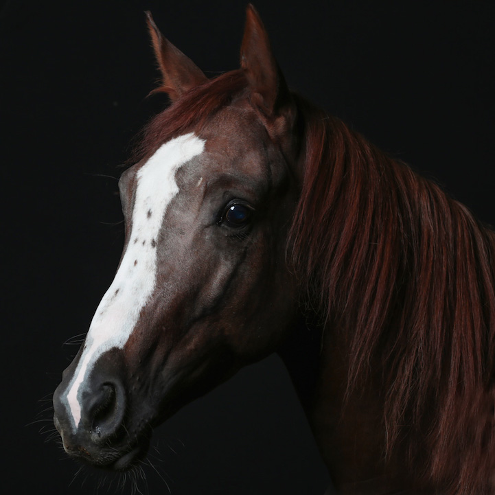 Robert Bahou funny faces animals 18