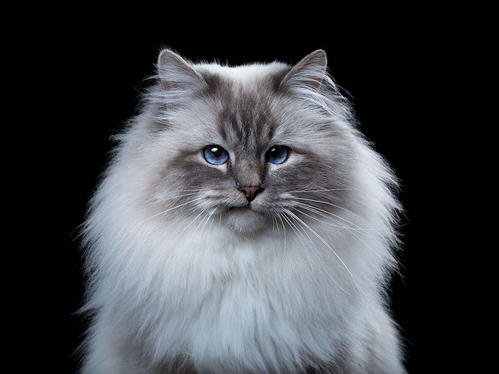 Robert Bahou funny faces animals 19