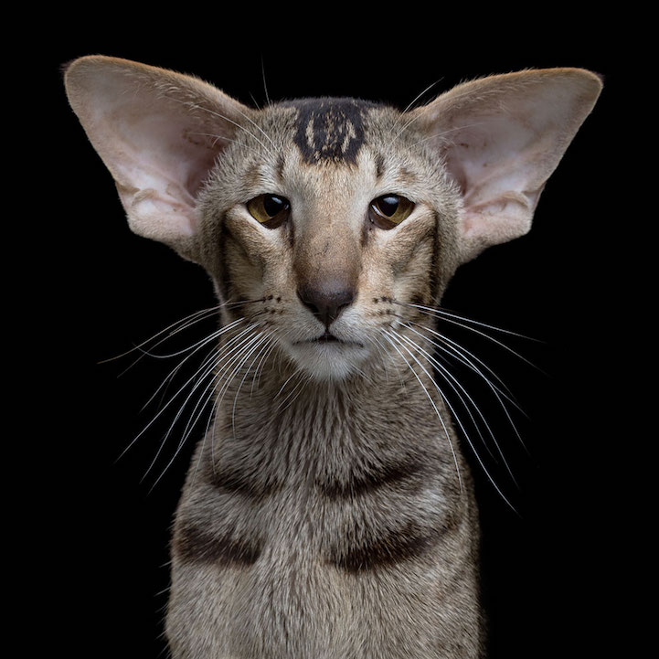 Robert Bahou funny faces animals 2
