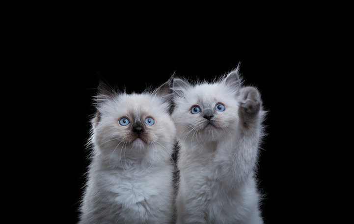 Robert Bahou funny faces animals 20