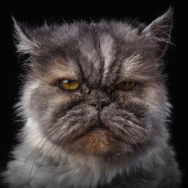 Robert Bahou funny faces animals 3